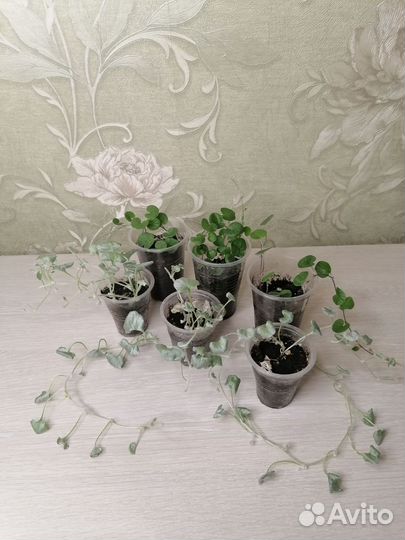 Дихондра (серебристая и зеленая)