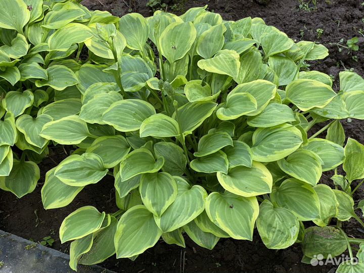 Хоста разных сортов