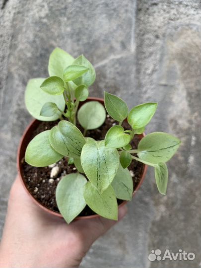 Пеперомии в ассортименте