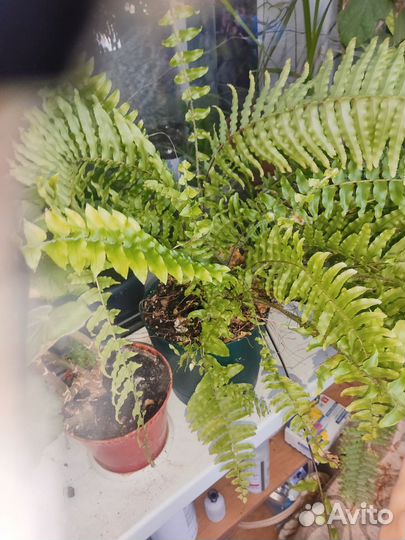 Комнатные растения