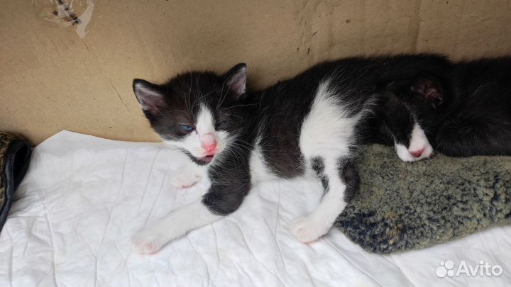 Котята милаши