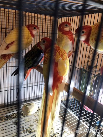 Попугаи Розелла