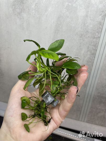 Анубиас нана и других растения для аквариума