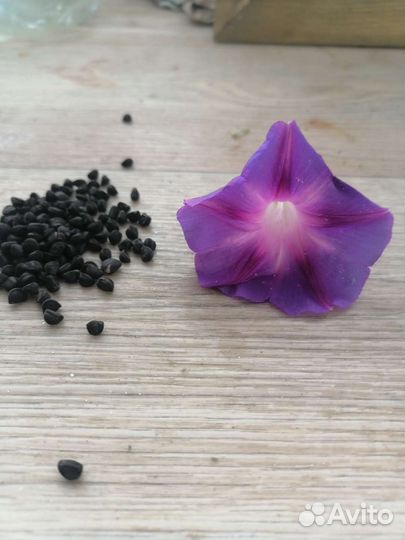 Семена Ипомеи