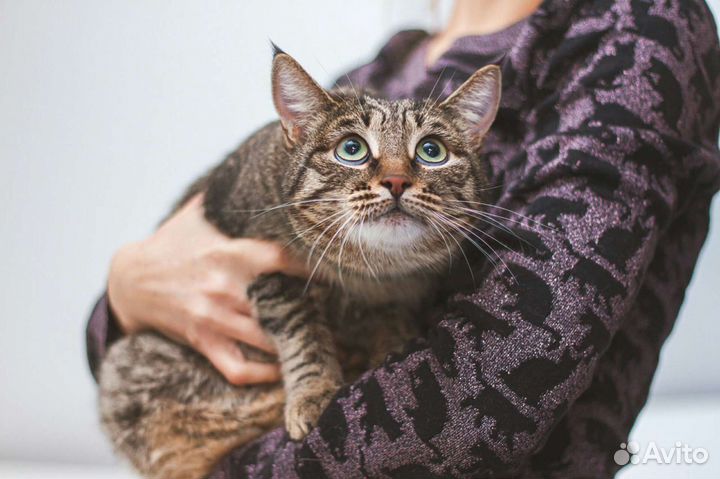 Кошка