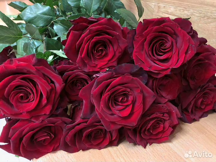 Роза «Эксплорер