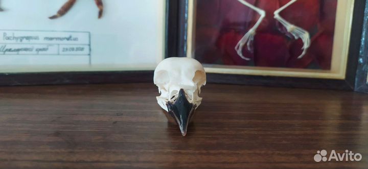 Череп галки