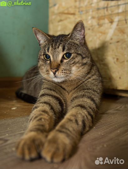 Отдам котика Тайфуна, 1 год