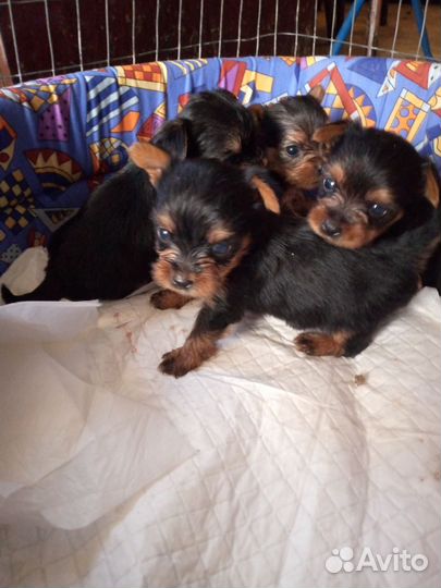 Йоркширский терьер мини щенки