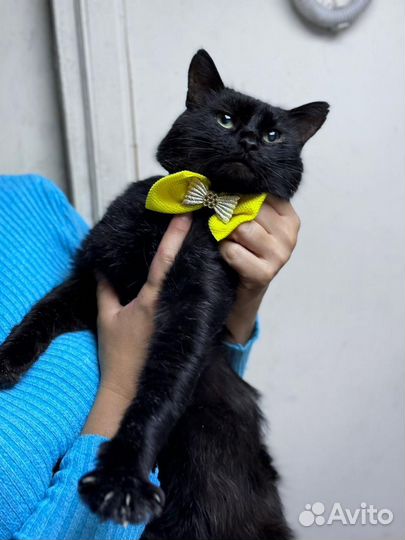 Кот в добрые руки