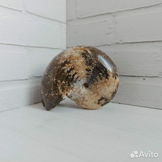 Окаменелости аммонит, 6.8 см