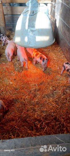 Поросята