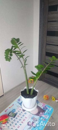 Замиокулькас