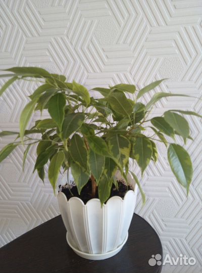 Продам цветы комнатные