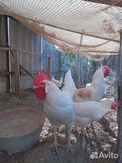 Петухи и курочки
