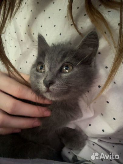 Котенок в добрые руки