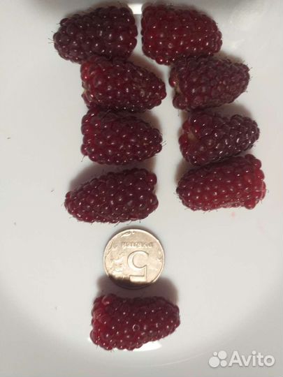 Ежемалина Тайбери,Букингем Тайбери и Медана Тайбер