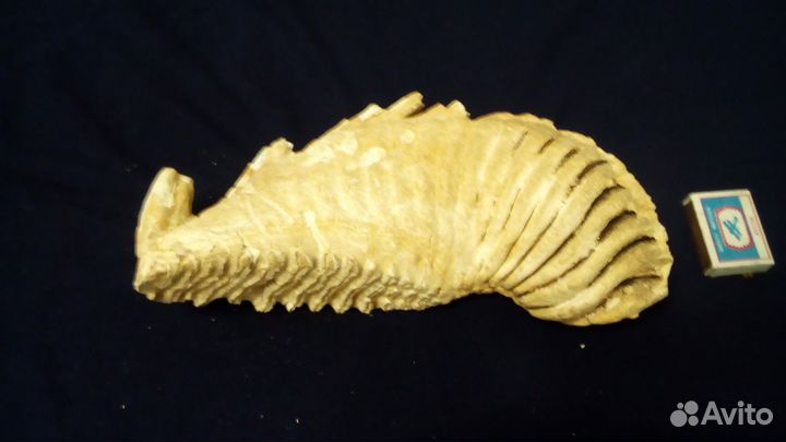 Зуб мамонта