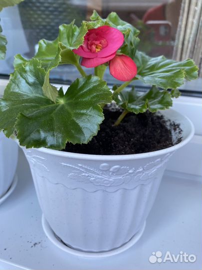 Бегония розовая