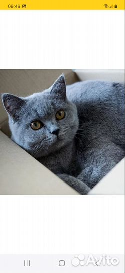 Кошки в добрые руки