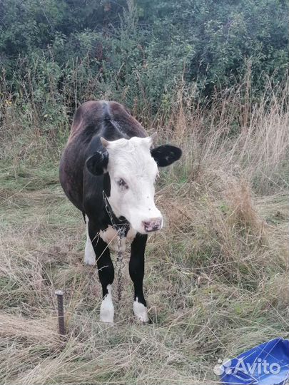 Коровы и бычки