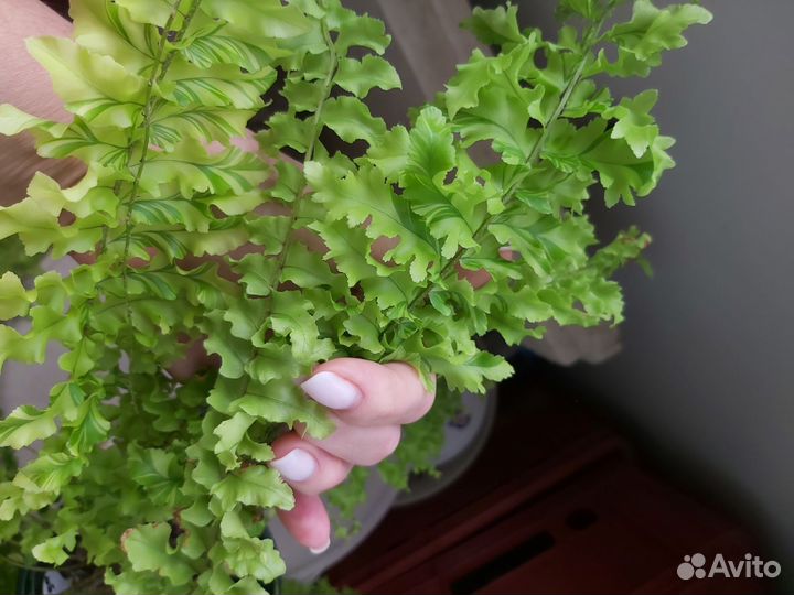 Папоротник Нефролепис