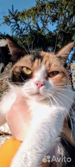 Пеструшку вывезли из Михайловска-ищу новых