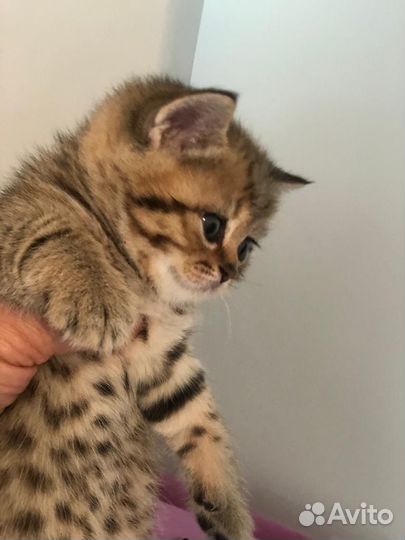 Британские котята