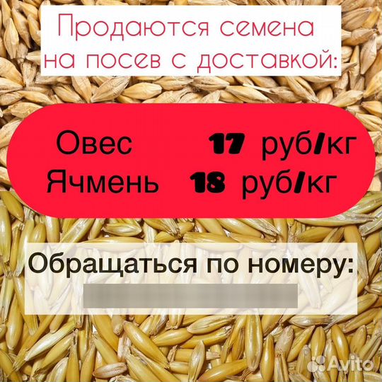 Семена овса