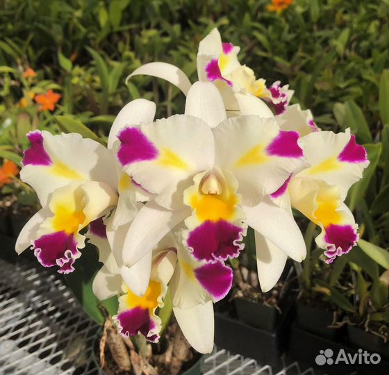 Орхидея каттлея C. Mari's Magic H&R