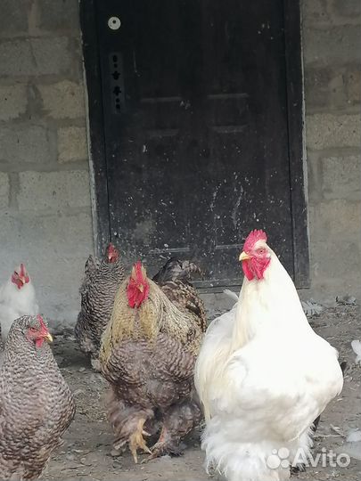 Петухи