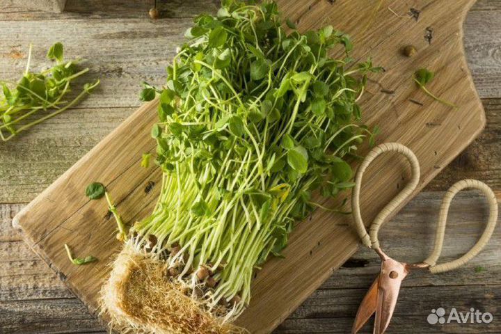 Микрозелень