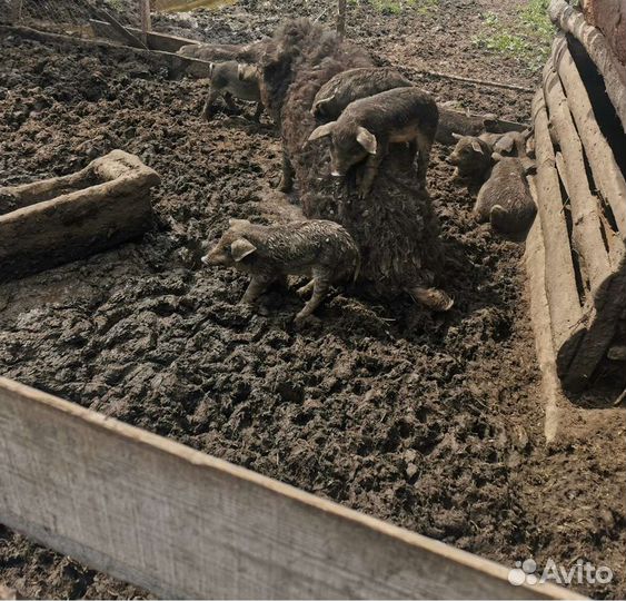 Венгерская мангалица