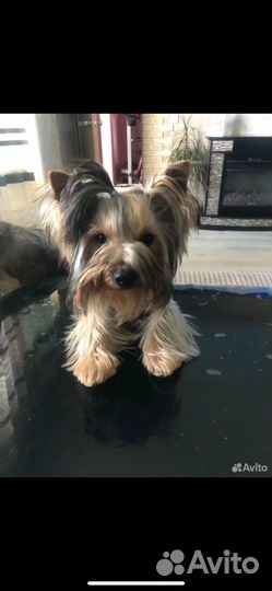 Йоркширский терьер