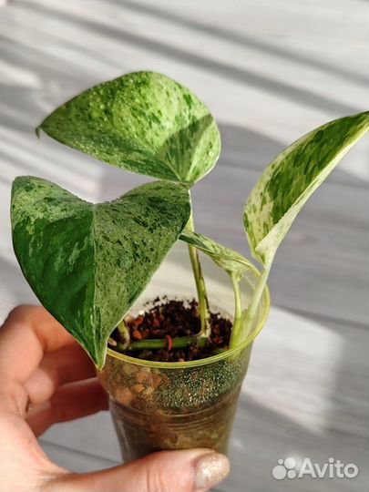 Сциндапсус marble Queen марбл квин