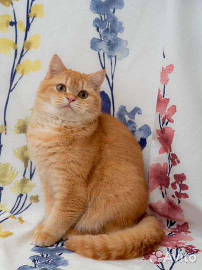 Шотландский кот кастрат