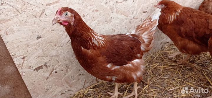 Куры молодки несушки