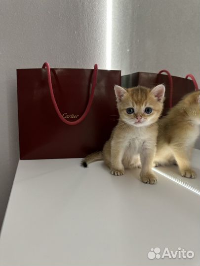 Шотландские котята золотая шиншилла