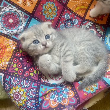 Шотландский вислоухий короткошёрстный котёнок