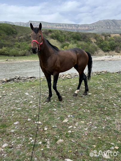 Карачаевский жеребец