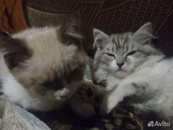 Кошка в дар бесплатно