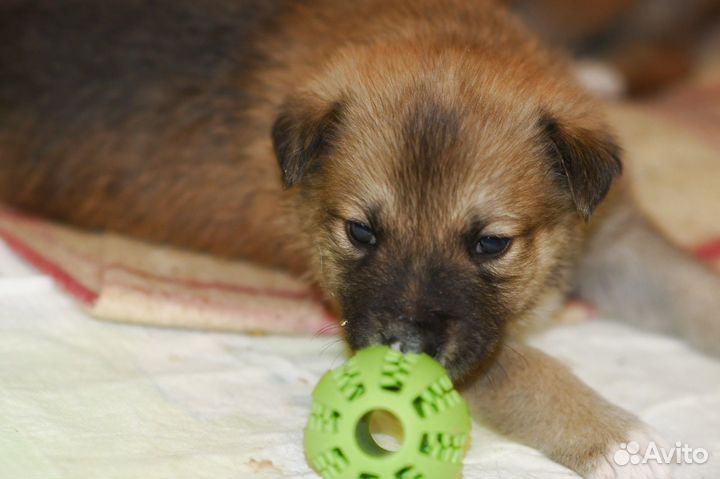 Щенок в добрые руки