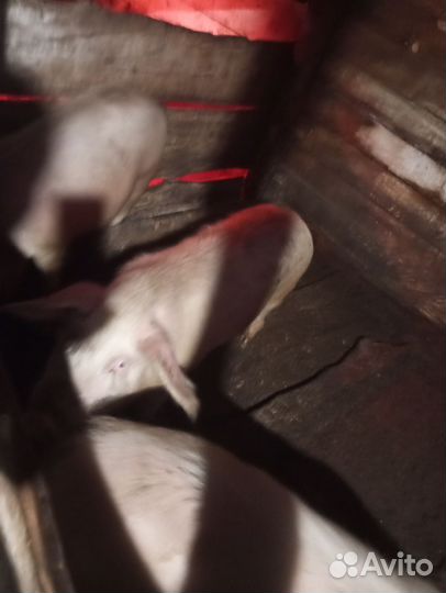 Услуги хряка