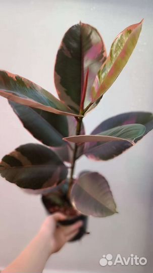 Фикус белиз высокий