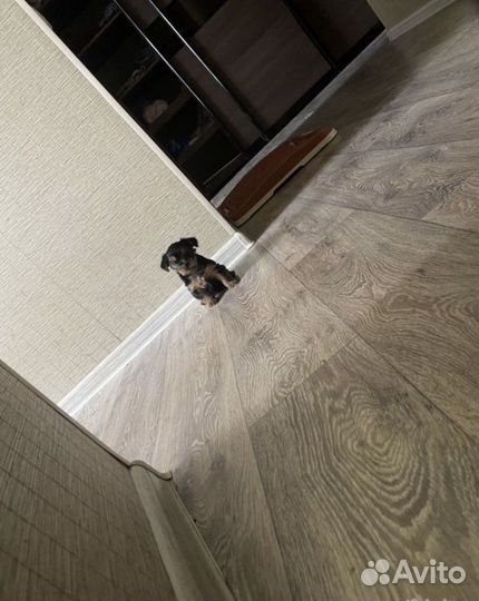 Йоркширский терьер девочка