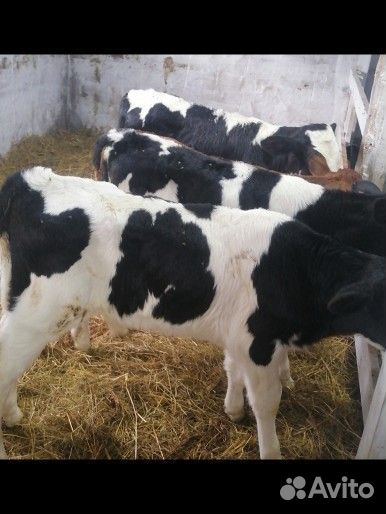 Телята, бычки