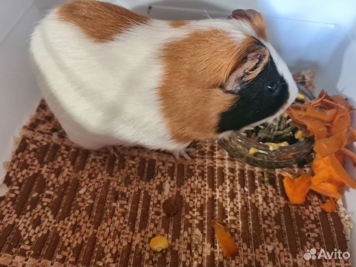 Морская свинка с клеткой