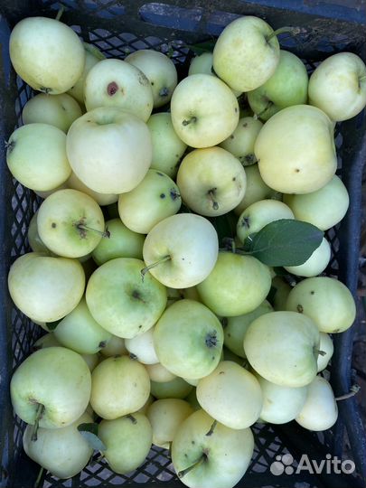 Яблоки Белый налив сьемные