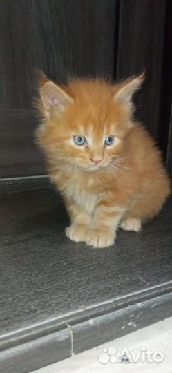 Котята мейн-кун продажа