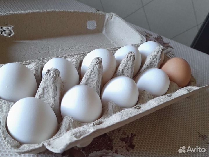 Домашние куриные яйца